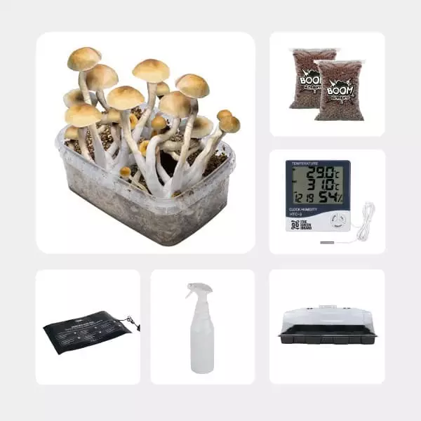 Kit per l'Autocoltivazione di Funghi Magici