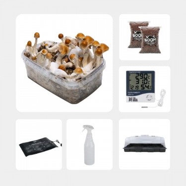 Kit per l'Autocoltivazione di Funghi Magici
