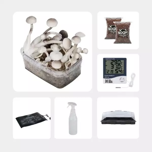 Kit per l'Autocoltivazione di Funghi Magici