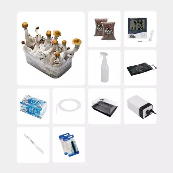 Kit Completo per Studi Micologici