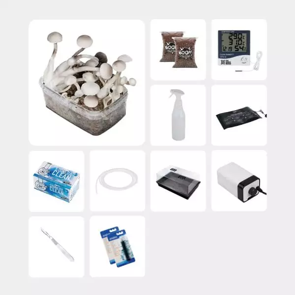 Kit Completo per Studi Micologici