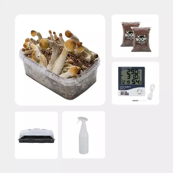 Kit Economico per la Coltivazione di Funghi Mexicanas