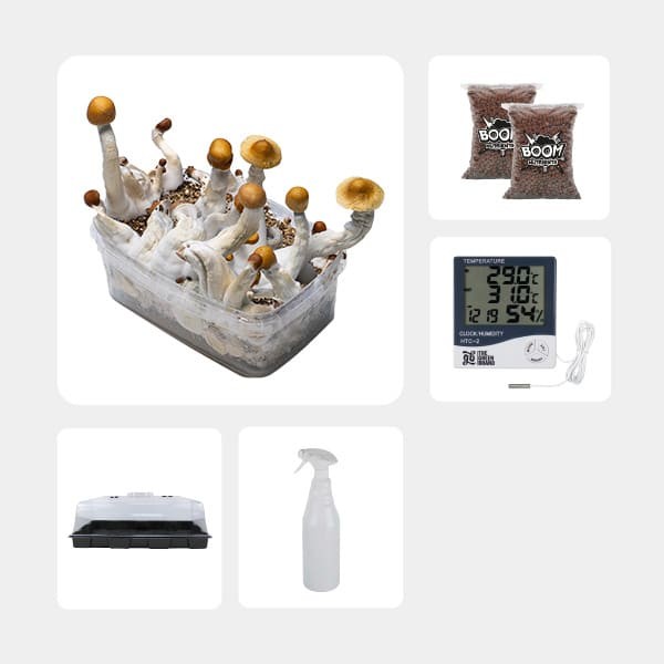 Kit Economico per la Coltivazione di Funghi Golden Teacher