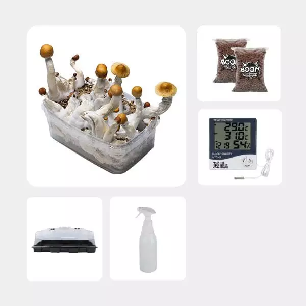 Kit Economico per la Coltivazione di Funghi Golden Teacher