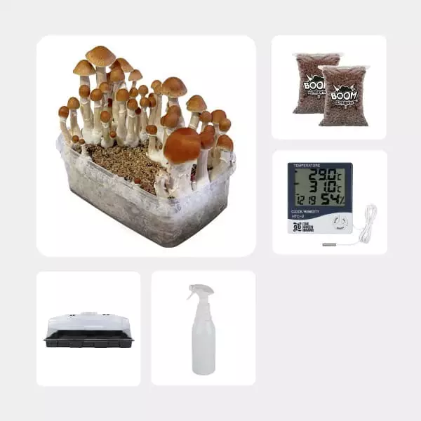 Kit Economico per la Coltivazione di Funghi Mckenaii
