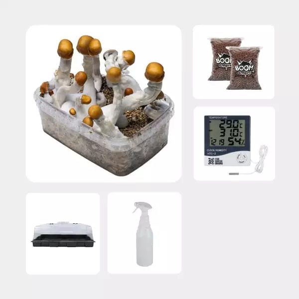 Kit Economico per la Coltivazione di Funghi B+