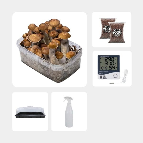 Kit Economico per la Coltivazione di Funghi Mazatapec