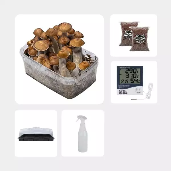 Kit Economico per la Coltivazione di Funghi Mazatapec