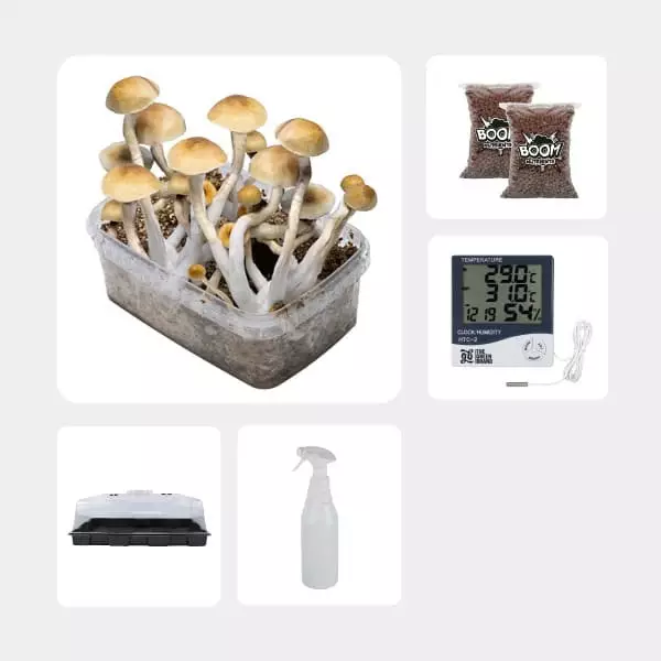 Kit Economico per la Coltivazione di Funghi Thai