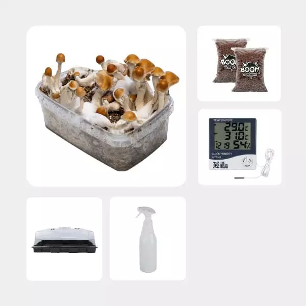 Kit Economico per la Coltivazione di Funghi Amazonian