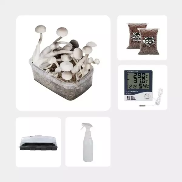 Kit Economico per la Coltivazione di Funghi Treasure Coast Albino