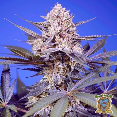 Pineapple Slush XL Auto