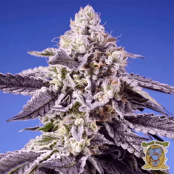 🥭Tropical & Delicious Mix de Sweet Seeds 🍈 - Growbarato
