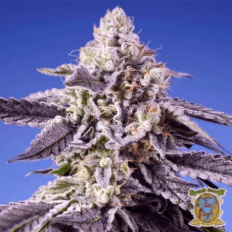 🥭Tropical & Delicious Mix de Sweet Seeds 🍈 - Growbarato