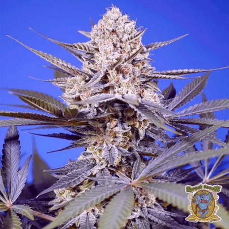 🥭Tropical & Delicious Mix de Sweet Seeds 🍈 - Growbarato