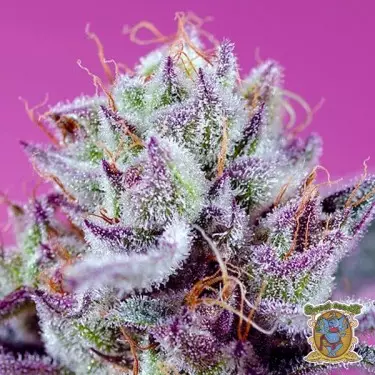 Fruity & Delicious Mix Sweet Seeds 🍓🍋- GB The Green Brand