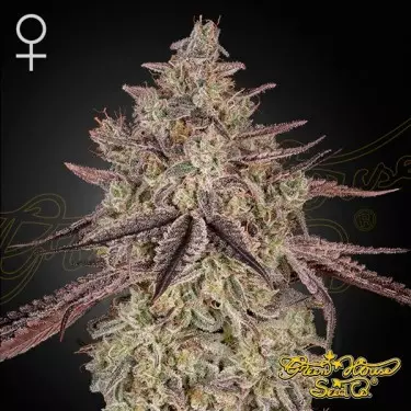 Skywalker Auto di Green House Seeds - GB The Green Brand