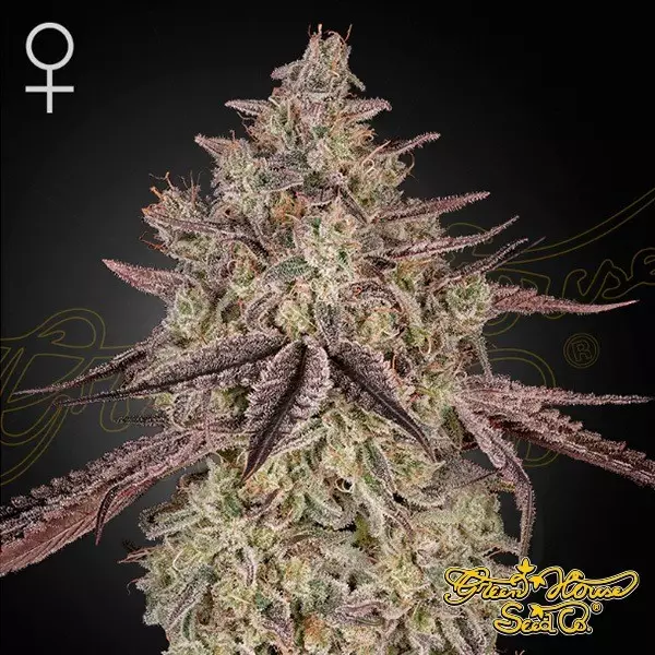 Visualizzazione Skywalker Auto di Green House Seeds - GB The Green Brand