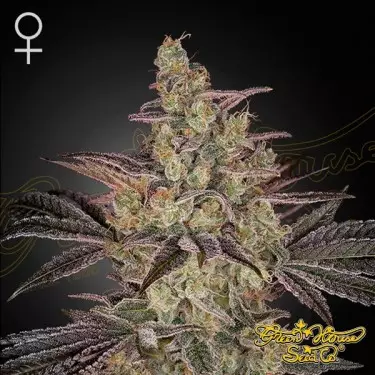 Semi Frosted Guava Auto 🥭🧊 - GB The Green Brand