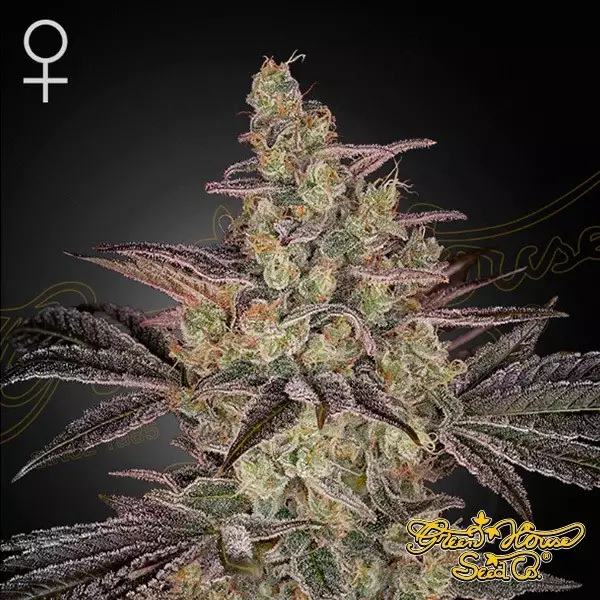 Visualizzazione Semi Frosted Guava Auto 🥭🧊 - GB The Green Brand