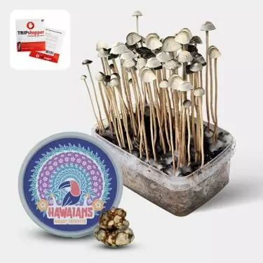 Kit Aloha Hawaii - GB The Green Brand