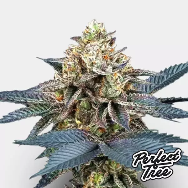 Semi Picchu de Perfect Tree ⛰️ - GB The Green Brand