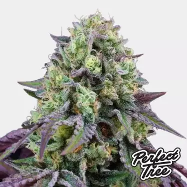 Rainbow Triangle de Perfect Tree 🌈- GB The Green Brand