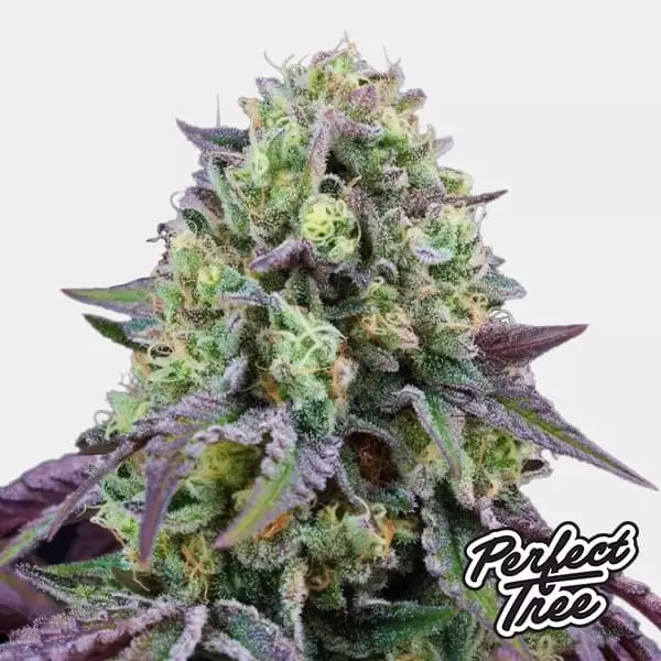 Rainbow Triangle de Perfect Tree 🌈- GB The Green Brand