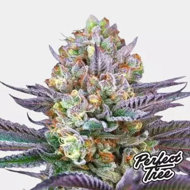 Tropic’Ozz de Perfect Tree 🥭🍍 - GB The Green Brand