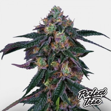 Midnight Sunset de Perfect Tree 🌇 - GB The Green Brand