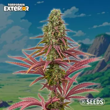 The Mother Plant (Edizione Limitata di Semi)🌱 | GB The Green Brand