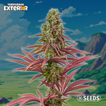 The Mother Plant (Edizione Limitata di Semi)🌱 | GB The Green Brand