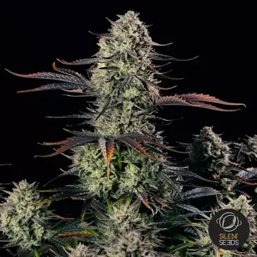 Alien Gas XXL Auto 1