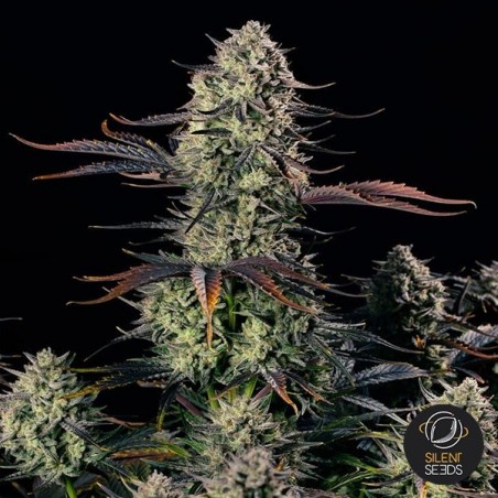 Alien Gas XXL Auto 1