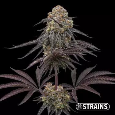 Strain Box 3