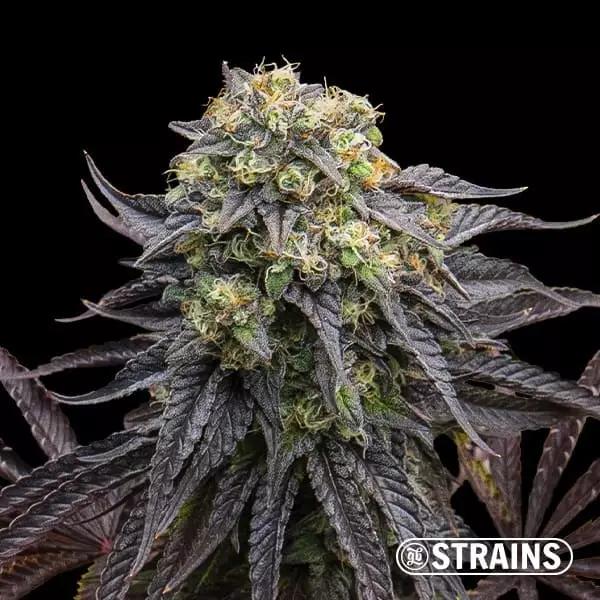 Strain Box 3