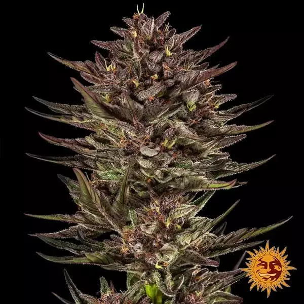 Frosted Zinn x Cookie Dog Auto 🍪🐶 - GB The Green Brand