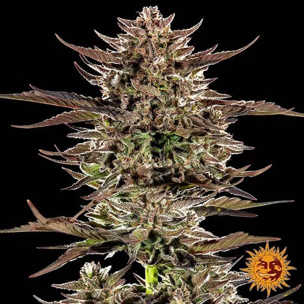 Visualizzazione Frosted Zinn x 3 Bears Auto