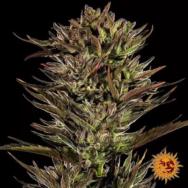 Visualizzazione Thin Mint x Sour Pinot Auto 🍇- GB The Green Brand