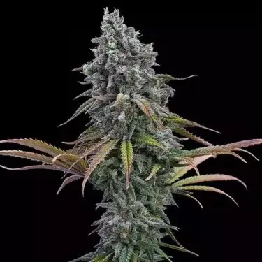 Space Queen XX de Brothers Grimm - GB The Green Brand