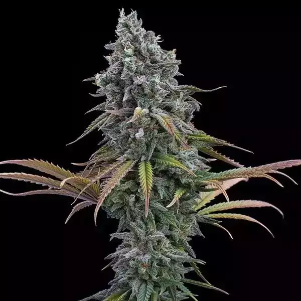 Visualizzazione Space Queen XX de Brothers Grimm - GB The Green Brand