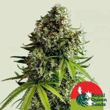 NYC Sour D Auto - Tyson 2.0 x RQS ➡️ GB The Green Brand