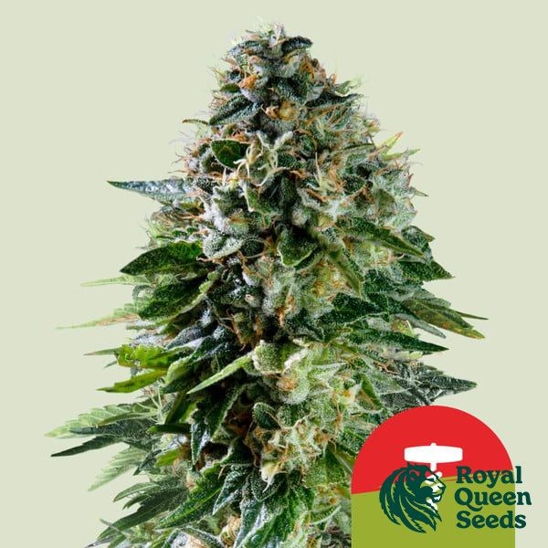 Visualizzazione Corkscrew Auto - Tyson 2.0 x RQS - GB The Green Brand