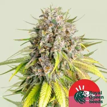 Punch Pie - Tyson 2.0 x RQS ➡️ GB The Green Brand