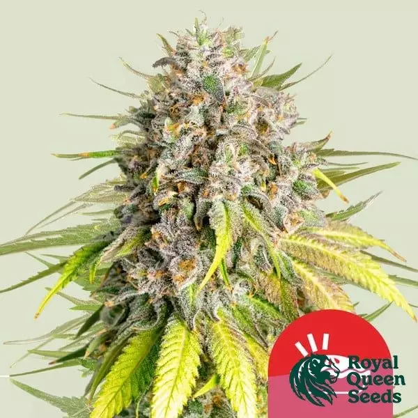 Visualizzazione Punch Pie - Tyson 2.0 x RQS ➡️ GB The Green Brand