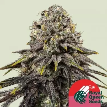 Dynamite Diesel - Tyson 2.0 x RQS ➤ GB The Green Brand