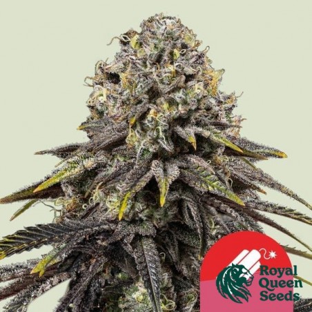 Dynamite Diesel - Tyson 2.0 x RQS ➤ GB The Green Brand