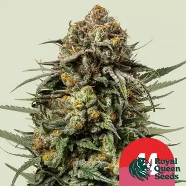 Gelato 44 - Tyson 2.0 x RQS - GB The Green Brand