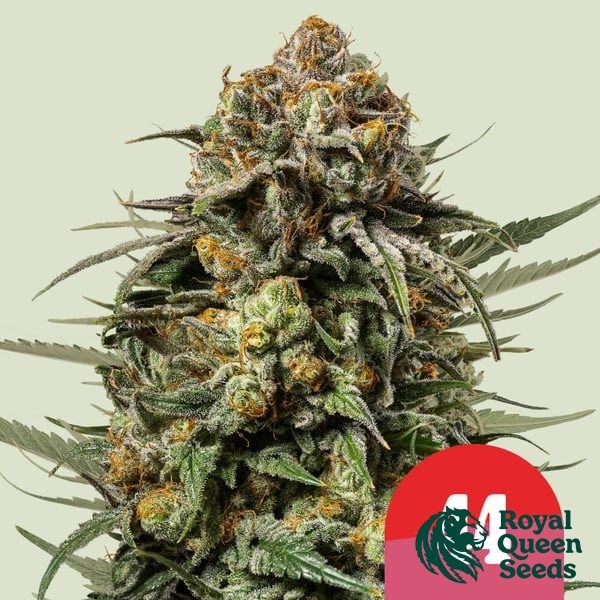 Visualizzazione Gelato 44 - Tyson 2.0 x RQS - GB The Green Brand