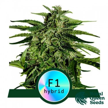 Apollo F1 Auto